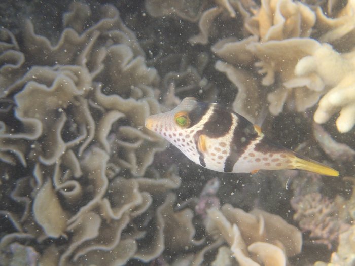 Canthigaster valentini