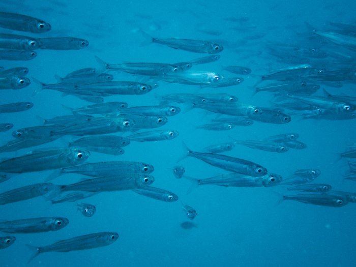 Atherinomorus lacunosus