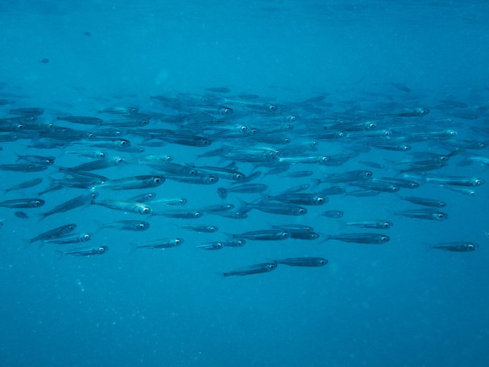 Atherinomorus lacunosus