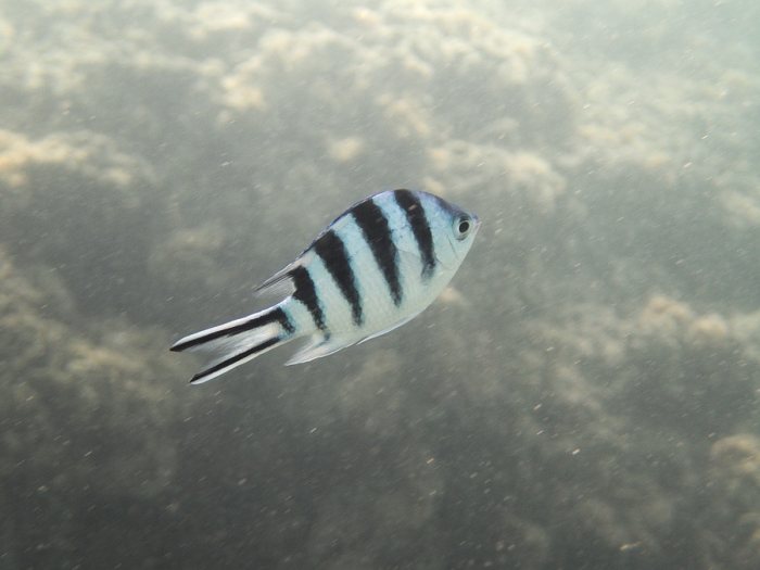 Abudefduf sexfasciatus