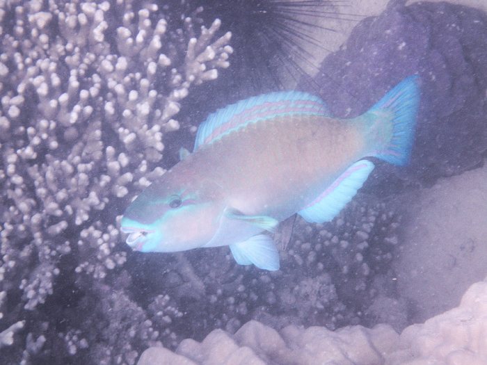 Poisson-perroquet