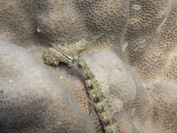 Corythoichthys haematopterus