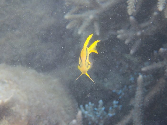 Neoglyphidodon nigroris