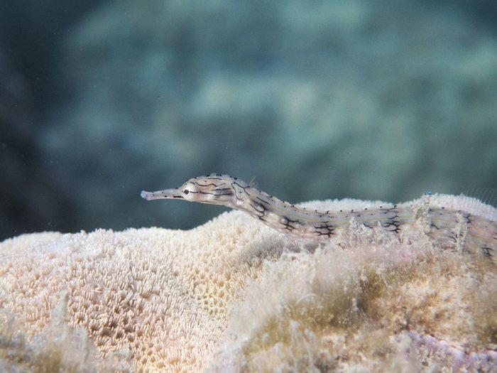 Corythoichthys haematopterus