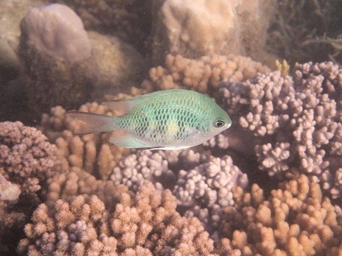 Amblyglyphidodon curacao