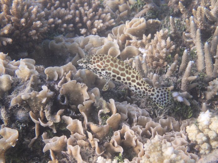 Epinephelus merra