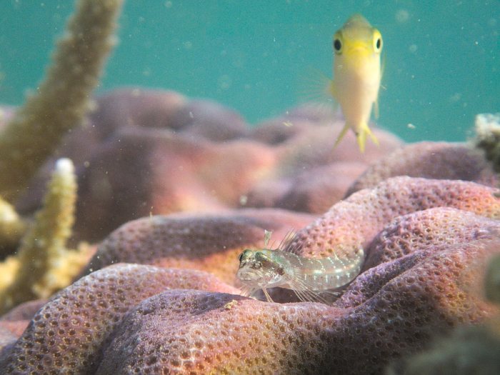 Poisson à trois nageoires