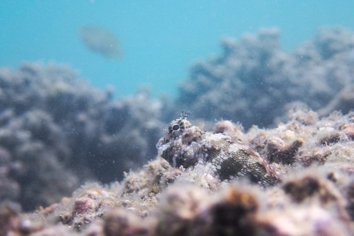 Salarias fasciatus