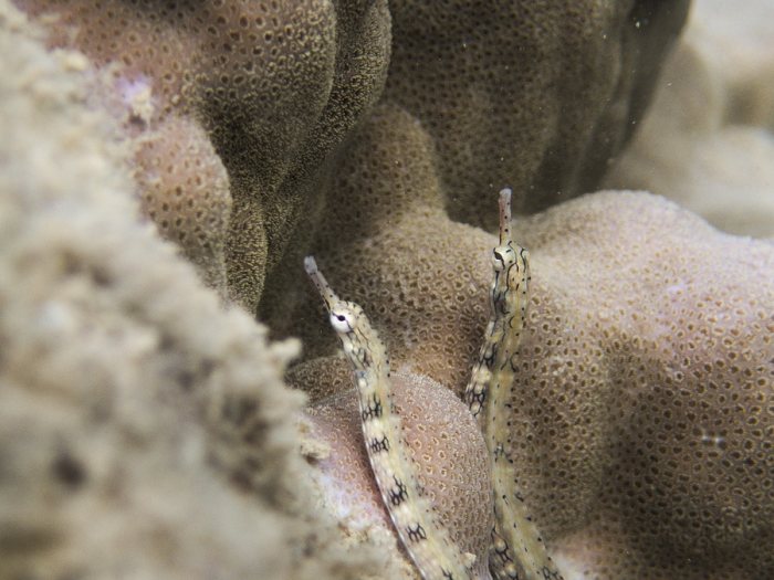 Corythoichthys haematopterus