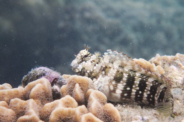 Salarias fasciatus