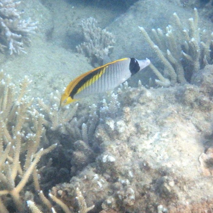 Chaetodon lineolatus