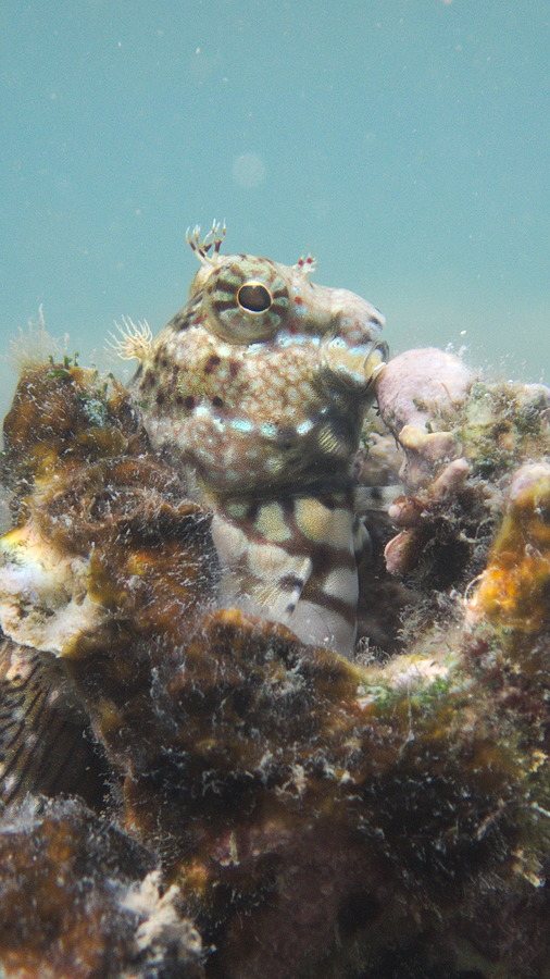 Salarias fasciatus