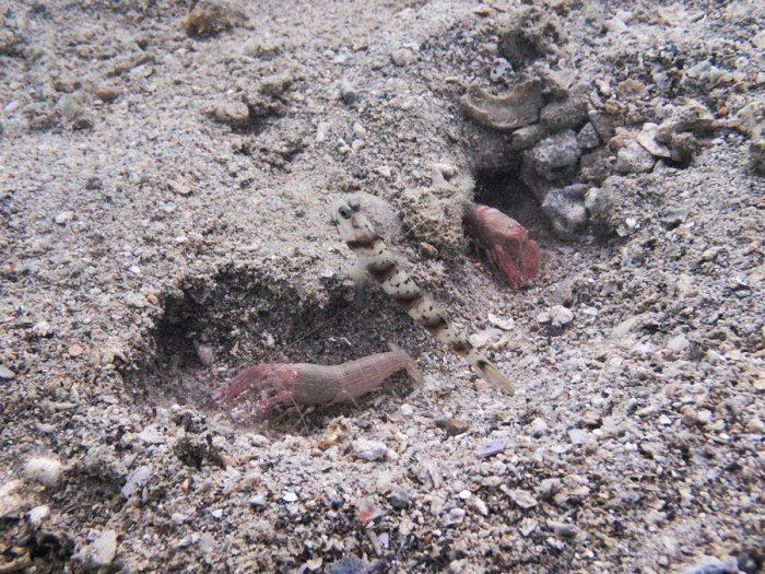 Alpheus sp.