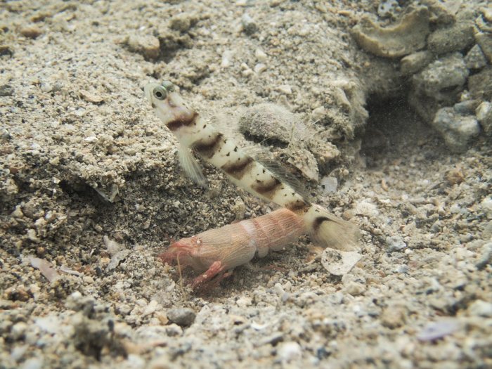 Alpheus sp.