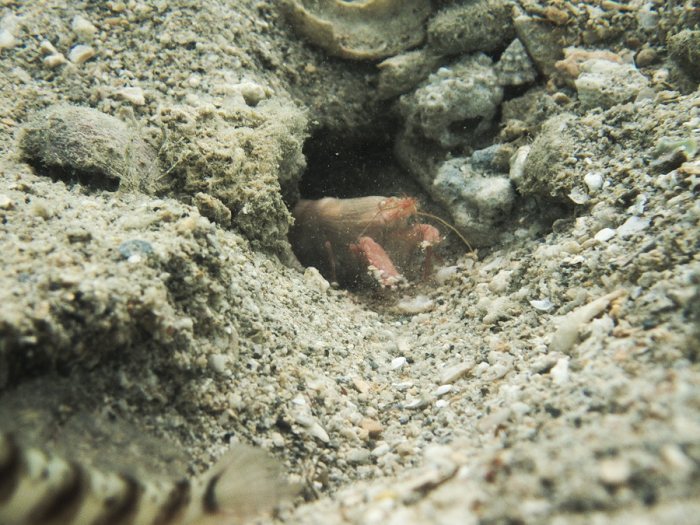 Alpheus sp.