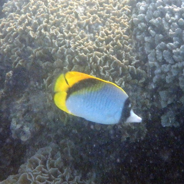 Chaetodon lineolatus