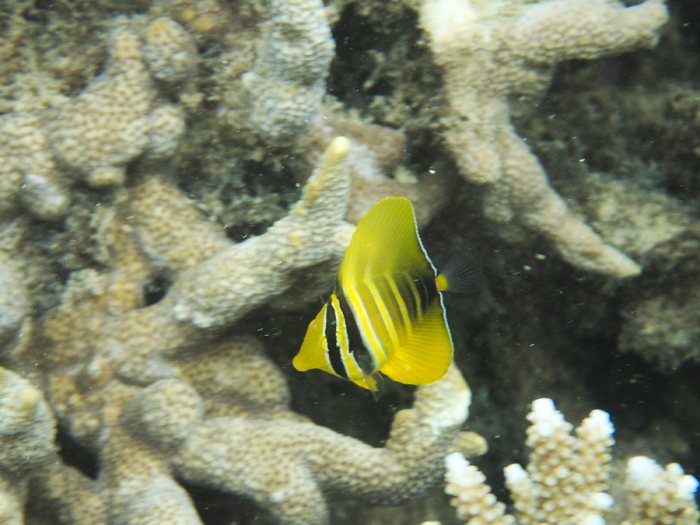 Zebrasoma velifer