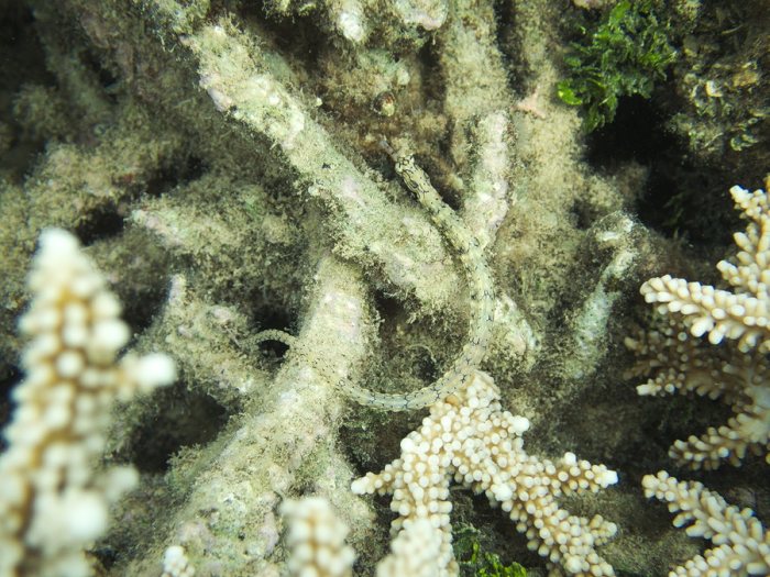 Corythoichthys haematopterus