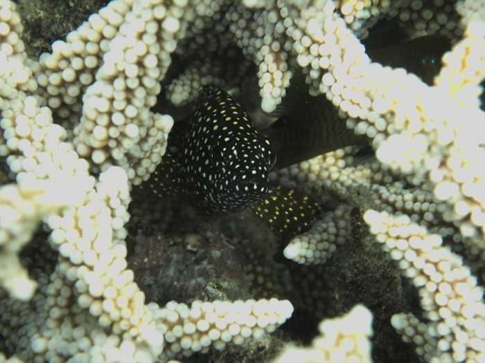 Epinephelus ongus