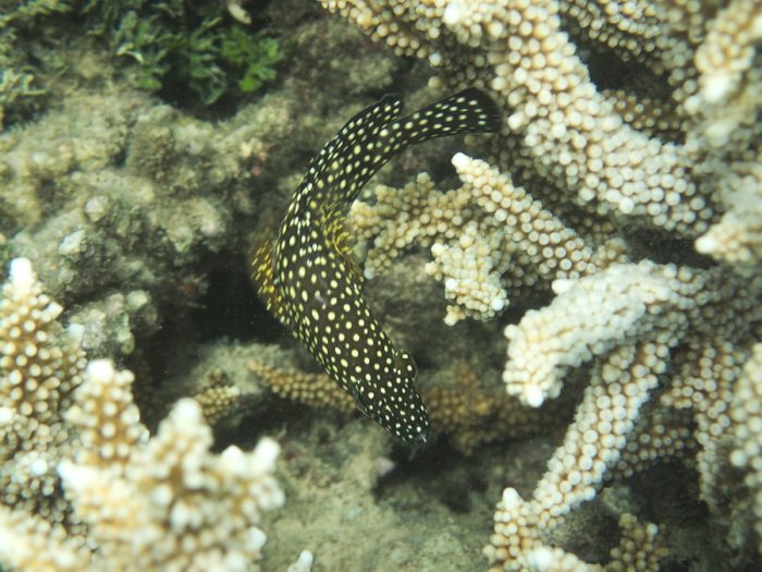 Epinephelus ongus