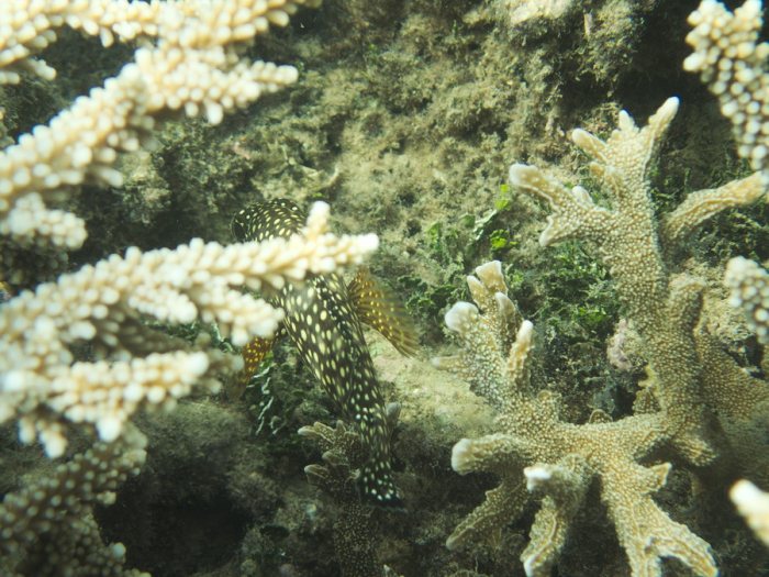 Epinephelus ongus
