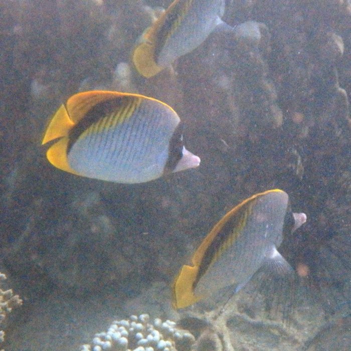 Chaetodon lineolatus