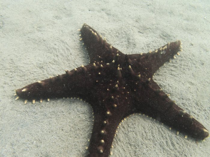 Pentaceraster alveolatus