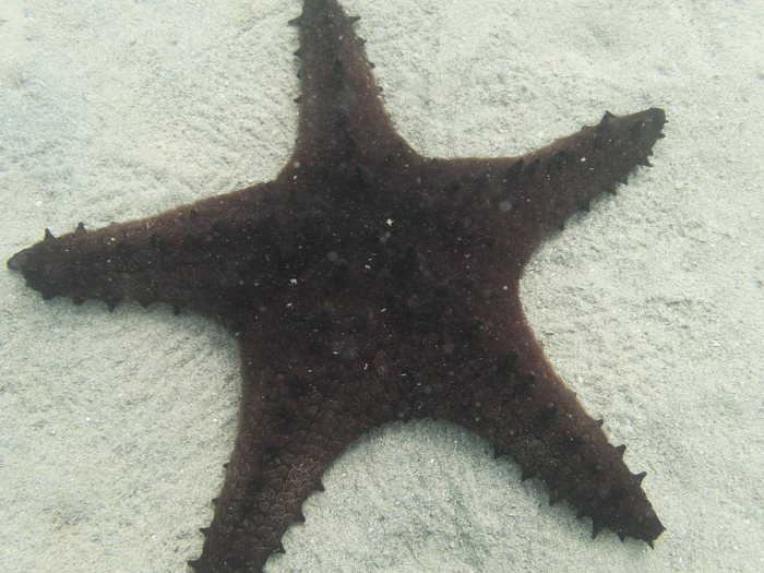 Pentaceraster alveolatus