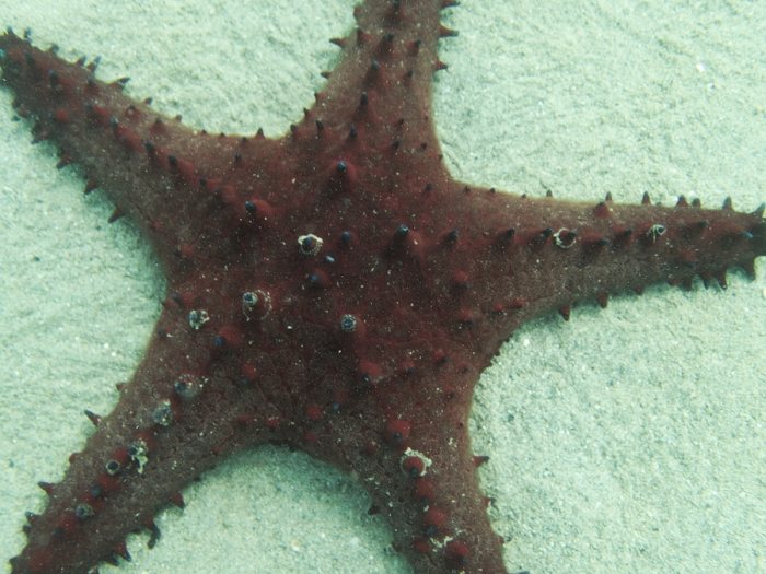 Pentaceraster alveolatus