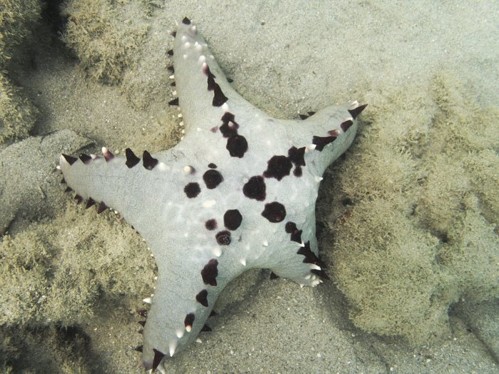 Pentaceraster alveolatus