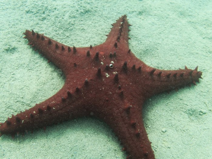 Pentaceraster alveolatus