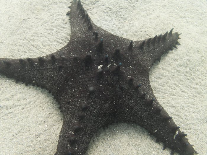 Pentaceraster alveolatus