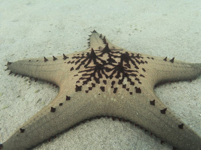Pentaceraster alveolatus