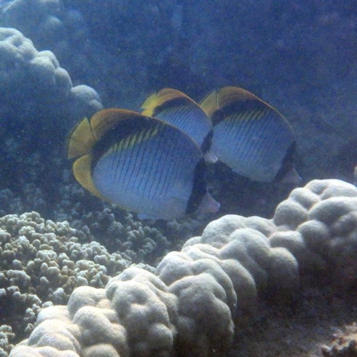 Chaetodon lineolatus