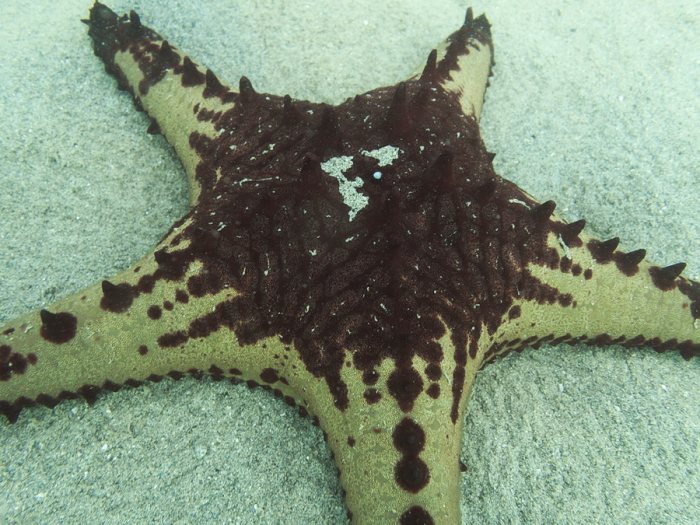 Pentaceraster alveolatus