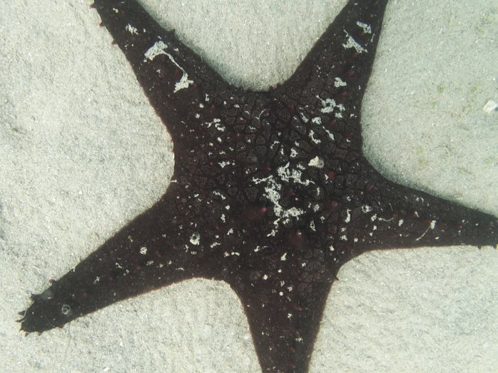 Pentaceraster alveolatus