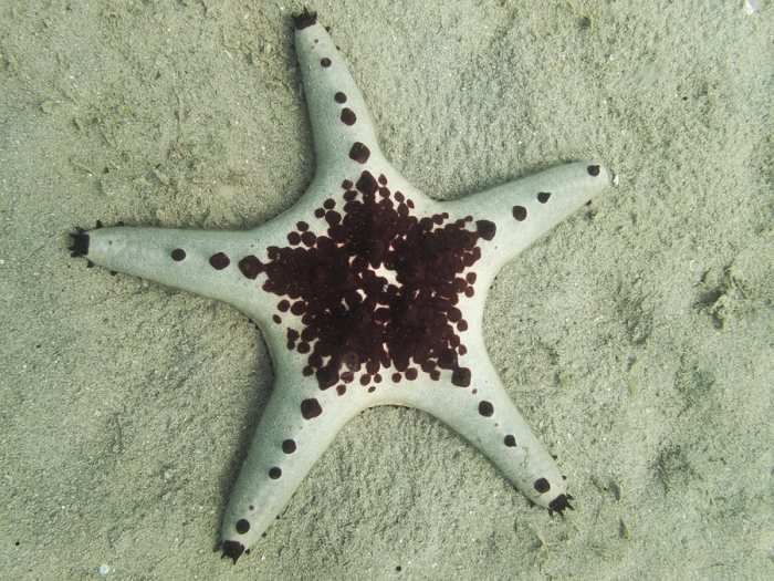 Pentaceraster alveolatus