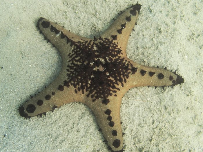 Pentaceraster alveolatus