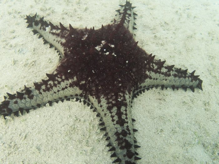 Pentaceraster regulus