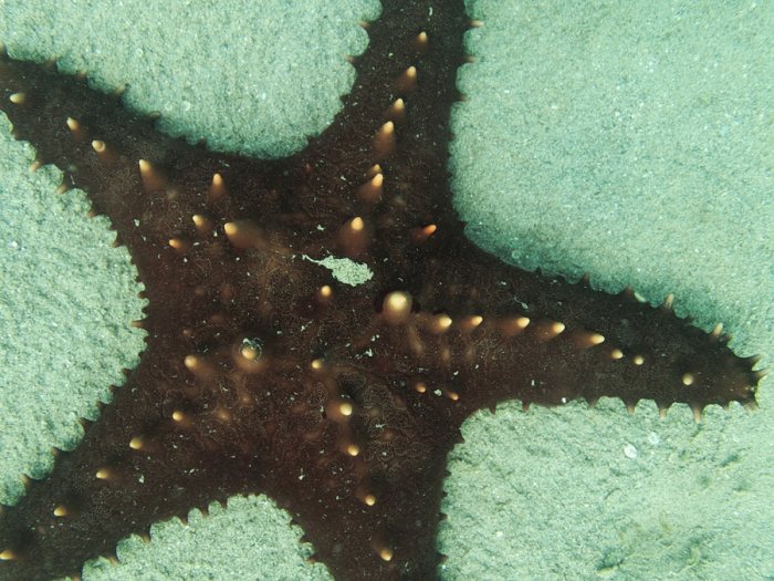 Pentaceraster regulus