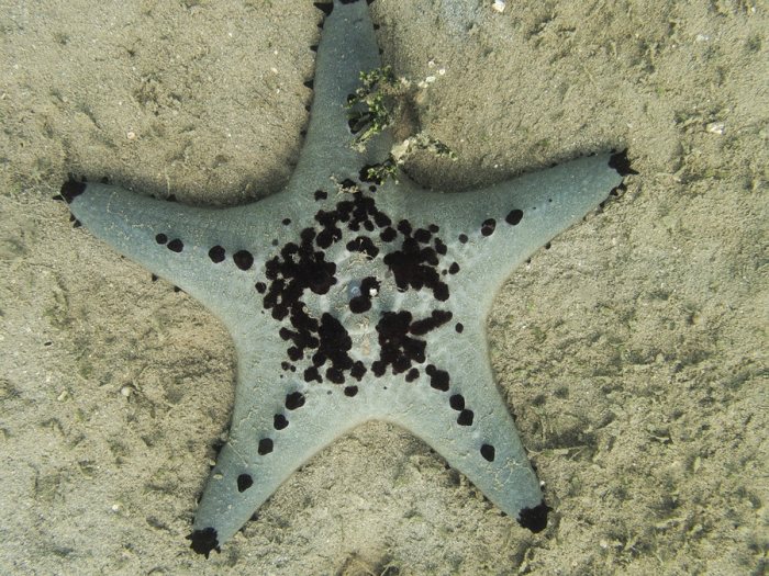 Pentaceraster alveolatus