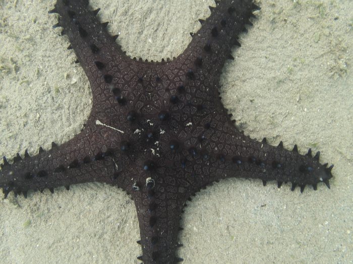 Pentaceraster alveolatus
