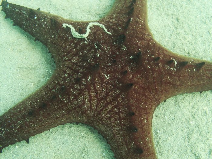Pentaceraster alveolatus