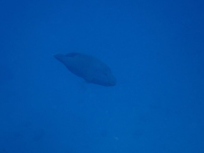 Cheilinus undulatus