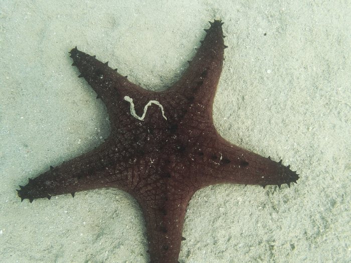 Pentaceraster alveolatus