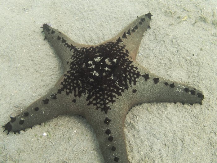 Pentaceraster alveolatus