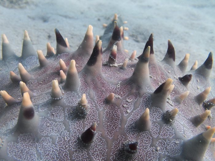 Pentaceraster alveolatus