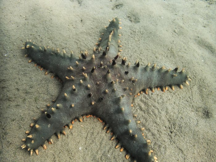Pentaceraster alveolatus