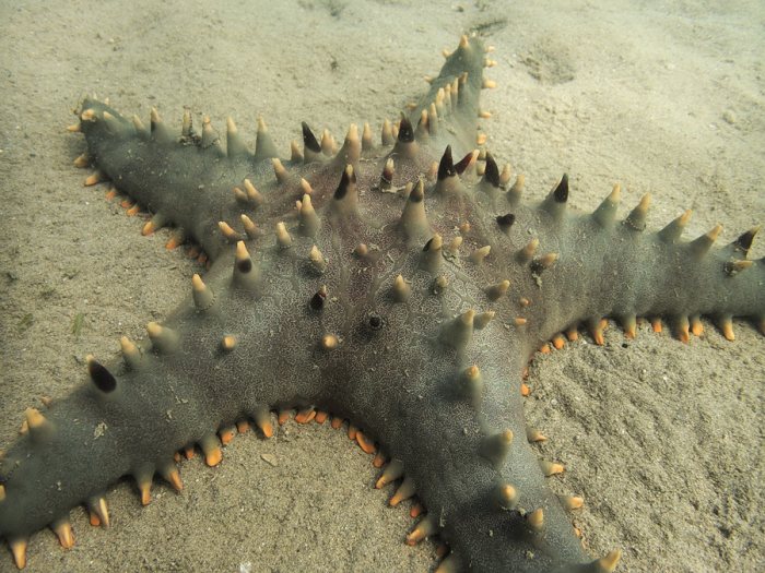 Pentaceraster alveolatus