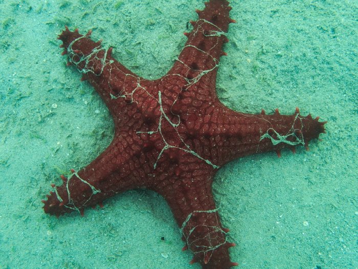 Pentaceraster alveolatus
